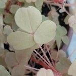 Oxalis vulcanicola