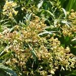 Cestrum parqui Folha