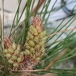 Pinus halepensis Virág