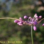 Allium coloratum Alia