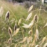 Avena fatua Fruit