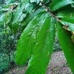 Theobroma grandiflorum Hoja