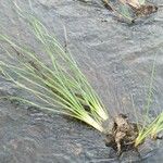 Isoetes setacea Likasa