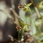 Dendrobium poissonianum Fleur