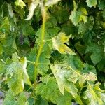 Vitis viniferaBlatt