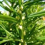 Polygonatum verticillatum 葉