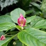 Impatiens auricoma Blomst