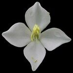 Monochaetum macrantherum Λουλούδι