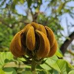 Spathodea campanulata Flower