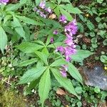 Cardamine pentaphyllos Fleur