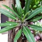 Pachypodium rosulatum Blatt