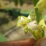 Polystachya odorata Blüte