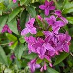 Pseuderanthemum laxiflorum Flower