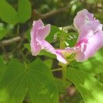 Bauhinia monandra 花