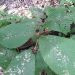 Ulmus rubra Leaf