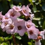 Bergenia crassifoliaफूल