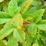 Toxicodendron diversilobum Hostoa