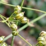 Physospermum cornubiense Fruit