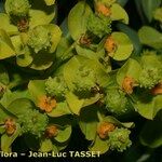 Euphorbia squamigera Gyümölcs