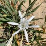 Pancratium maritimumFlower