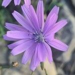 Lactuca perennis Fiore