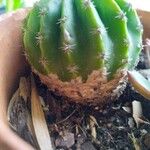 Echinopsis eyriesii Листок