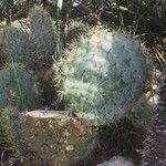 Opuntia robustaΦύλλο