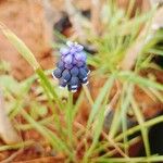 Muscari botryoides Blüte