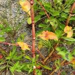 Persicaria lapathifolia Kůra