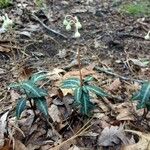 Chimaphila maculata 果