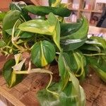 Philodendron cordatum Yaprak