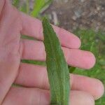 Pseudognaphalium californicum Leaf