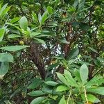 Arbutus × andrachnoides Tervik taim