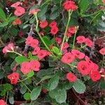 Euphorbia milii 花