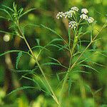 Cicuta bulbifera Συνήθη χαρακτηριστικά