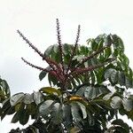 Schefflera actinophylla Virág