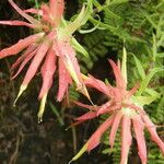 Castilleja tenuiflora Kvet