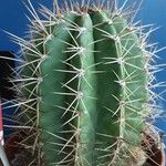 Leucostele terscheckii List