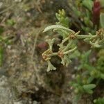 Atriplex pedunculata Hábitos