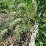 Elymus canadensis Hoja