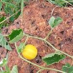 Cucumis melo Fruit