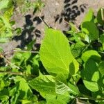 Hydrangea arborescens List