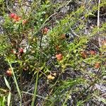 Vaccinium myrsinites عادت داشتن