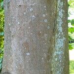 Acer × freemanii বাকল