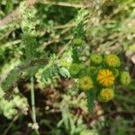 Senecio vernalis Leaf