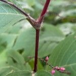 Persicaria virginiana Sonstige