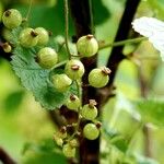 Ribes rubrum Fruit