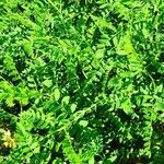 Astragalus cicer 形態