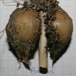 Allium atroviolaceum x Allium polyanthum Mosusu