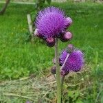 Cirsium rivulare 花